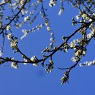 Blauer Himmel mit Blüten