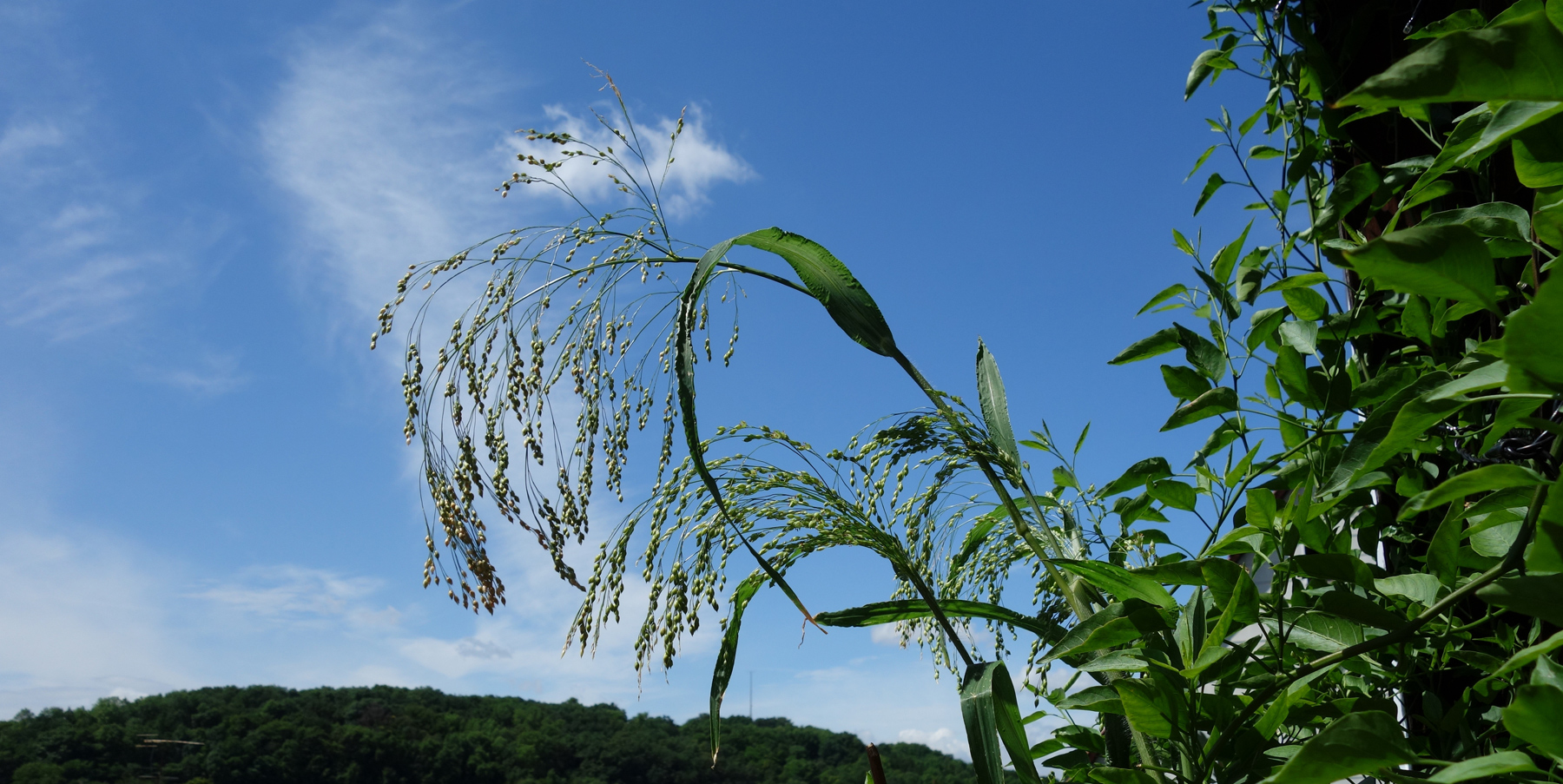 Blauer-Himmel-mit-Grün-