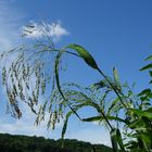 Blauer-Himmel-mit-Grün-