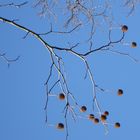 blauer Himmel mit Naturevekt