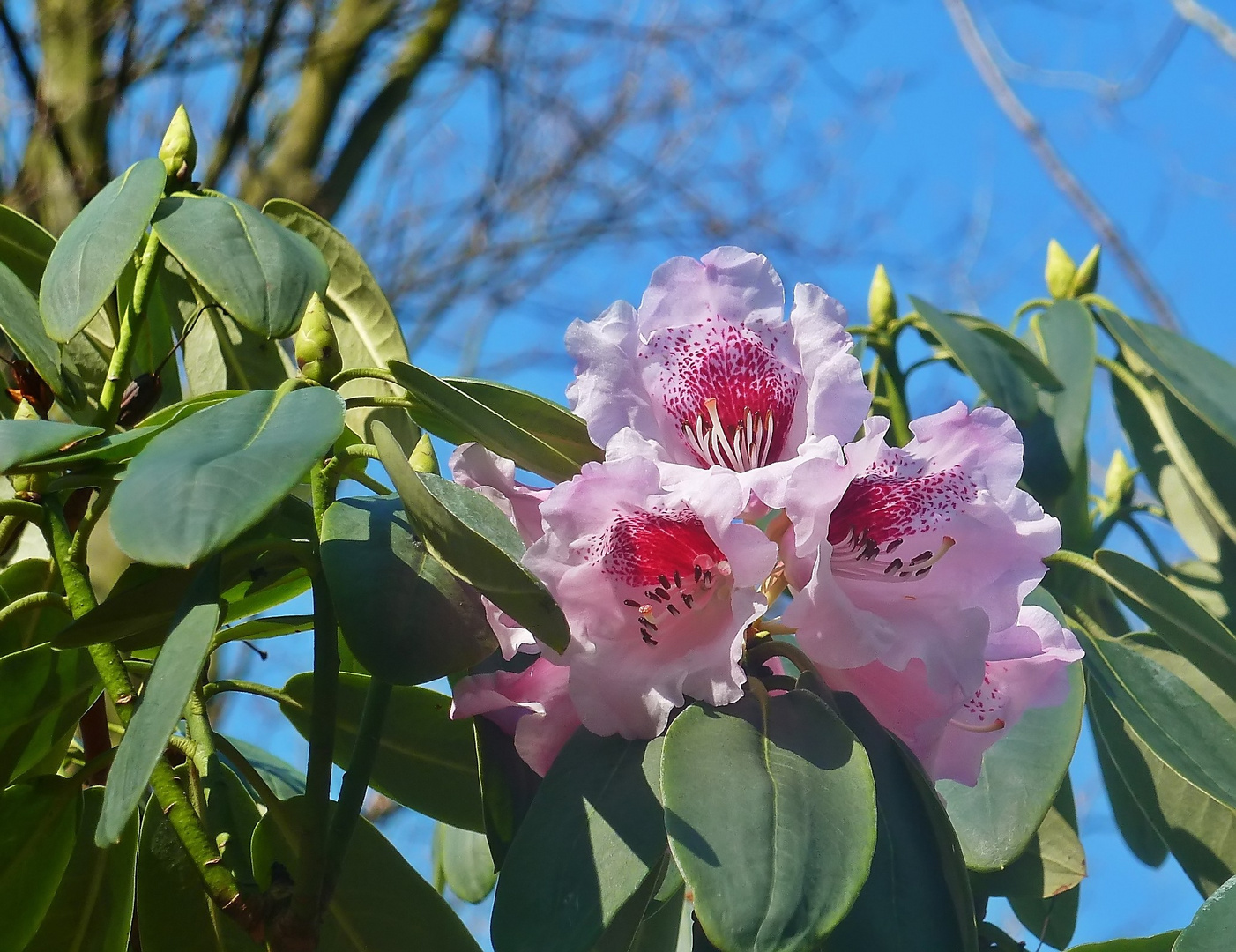 Blauer Himmel - rosa Blüten