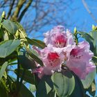 Blauer Himmel - rosa Blüten