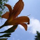 Blauer Himmel - Schöne Blume "Ein perfektes Paar"