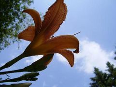 Blauer Himmel - Schöne Blume "Ein perfektes Paar"