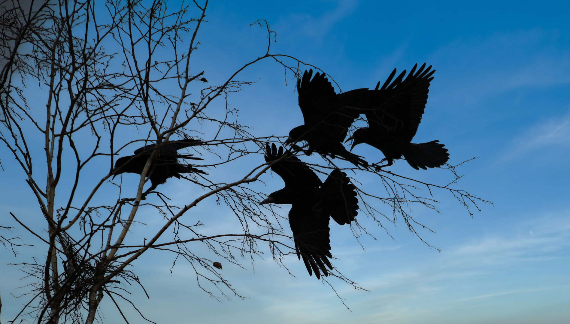Blauer Himmel-schwarze Vögel