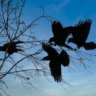 Blauer Himmel-schwarze Vögel