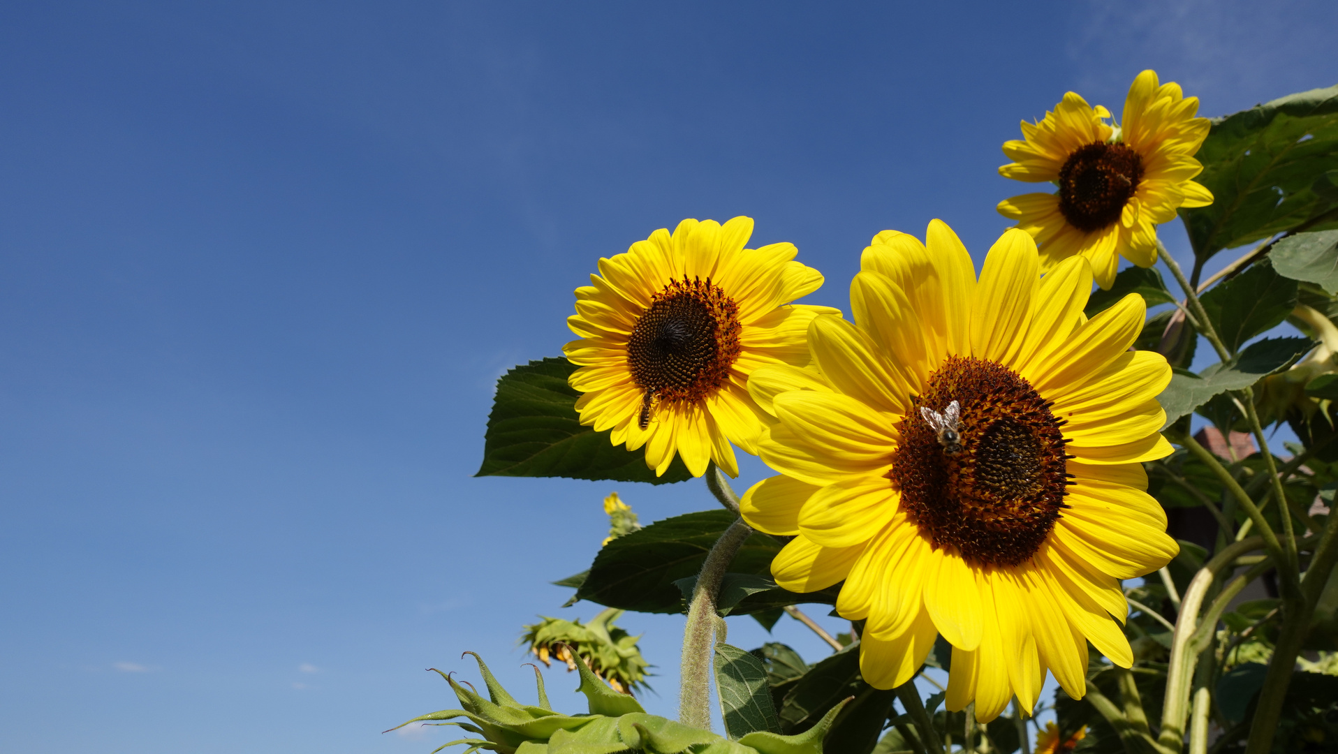 Blauer Himmel Sonnenblume und Biene Foto & Bild pflanzen, pilze