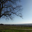 Blauer Himmel über dem Weinberg