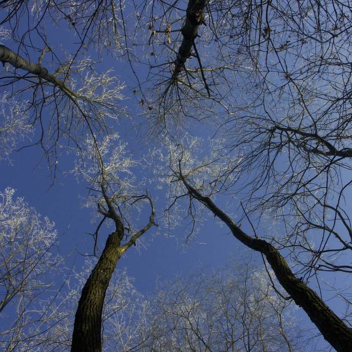 blauer Himmel über den Bäumen