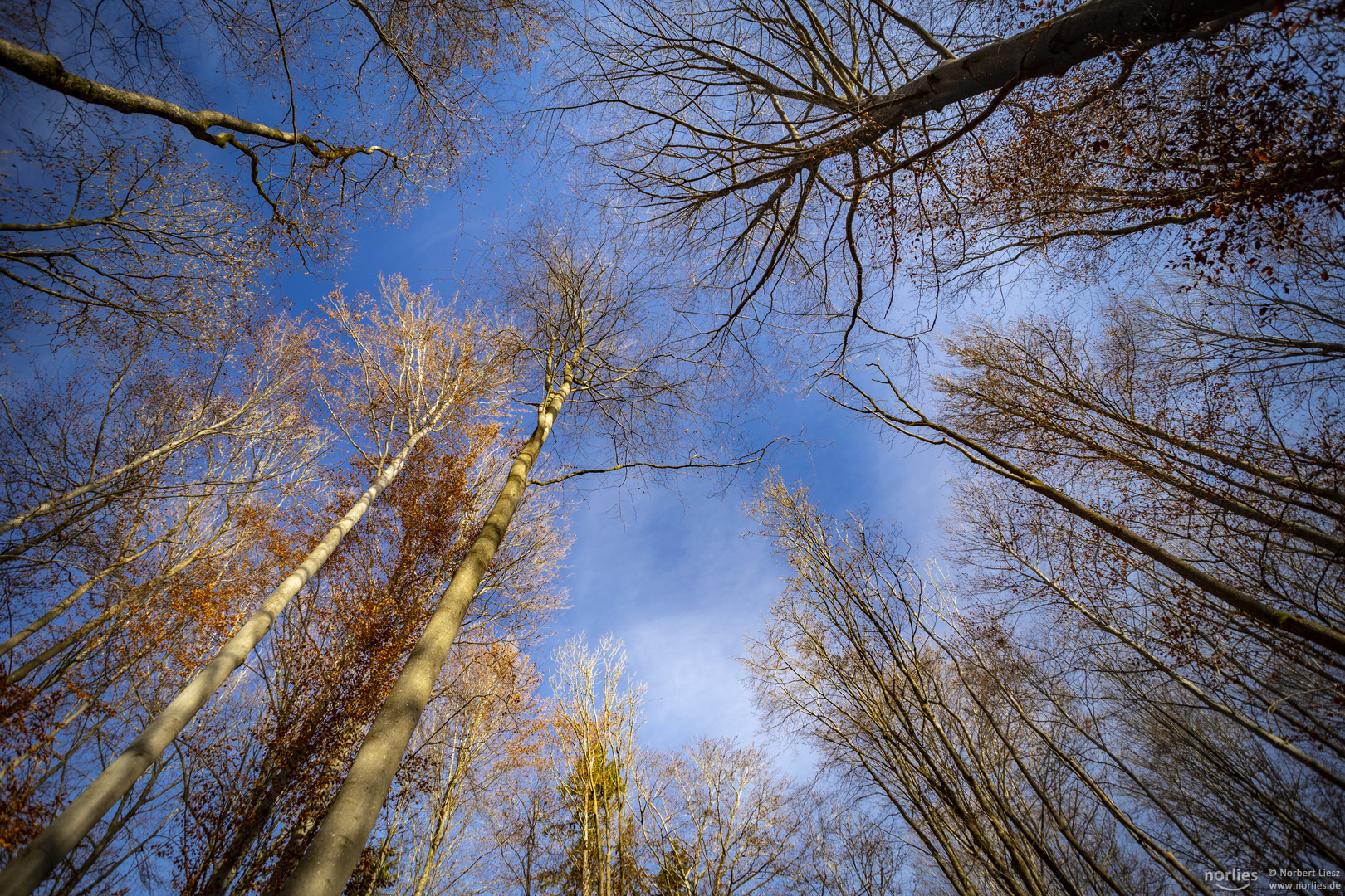 Blauer Himmel über den Bäumen