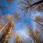 Blauer Himmel über den Bäumen