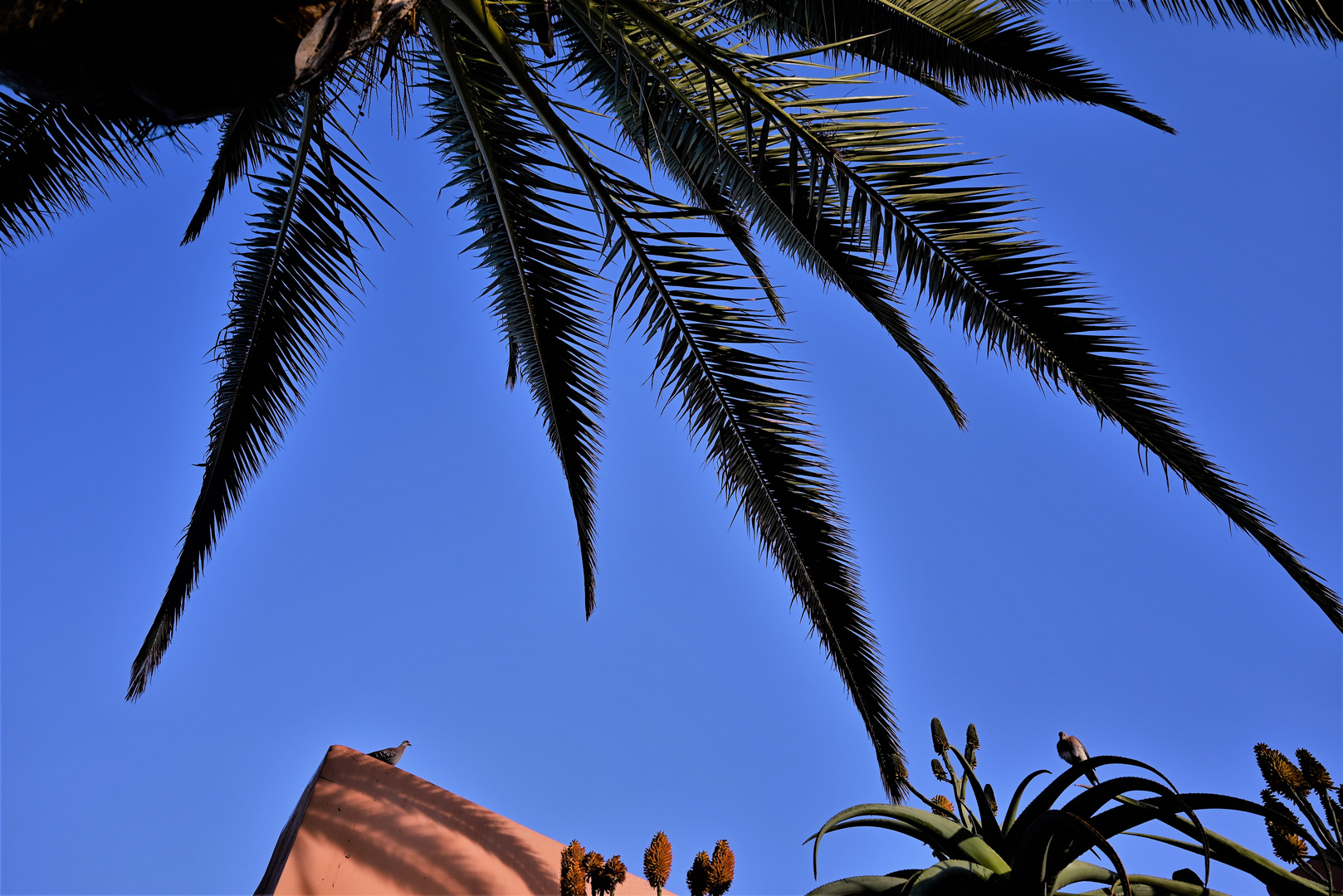 Blauer Himmel ueber den Palmen Walvisbays