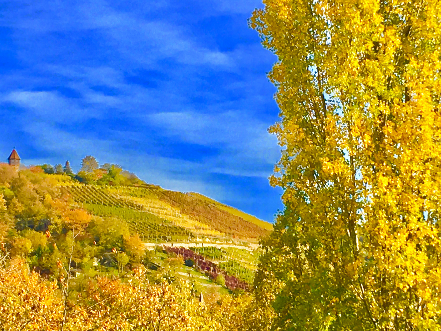 blauer Himmel über den Weinbergen 