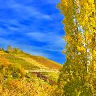 blauer Himmel über den Weinbergen 