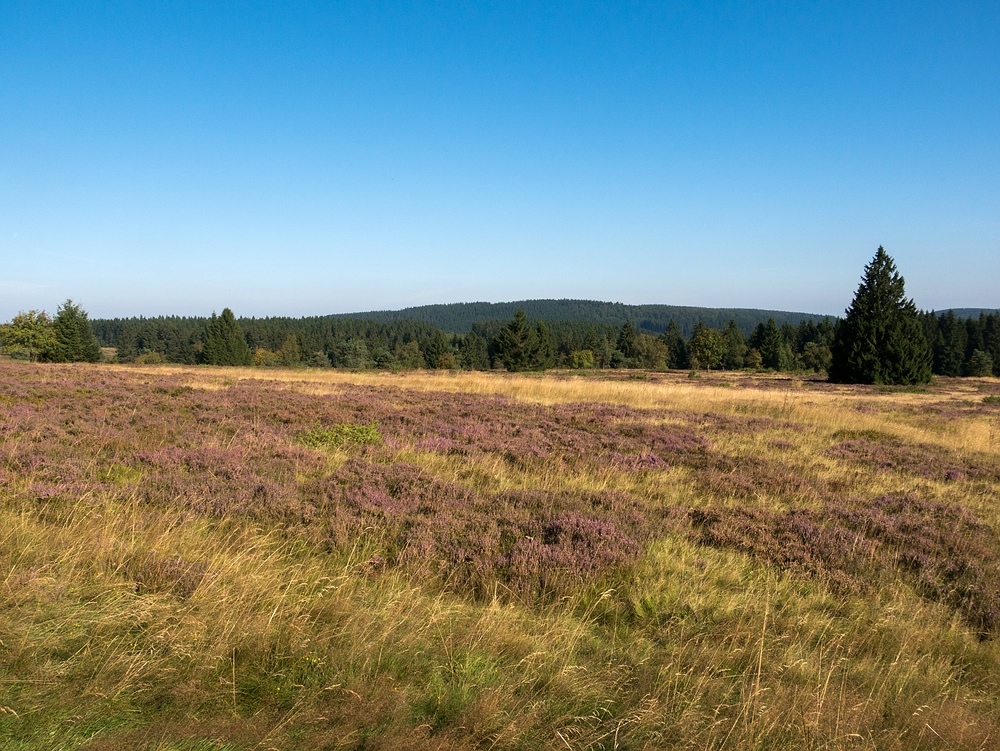 Blauer Himmel über der Hochheide