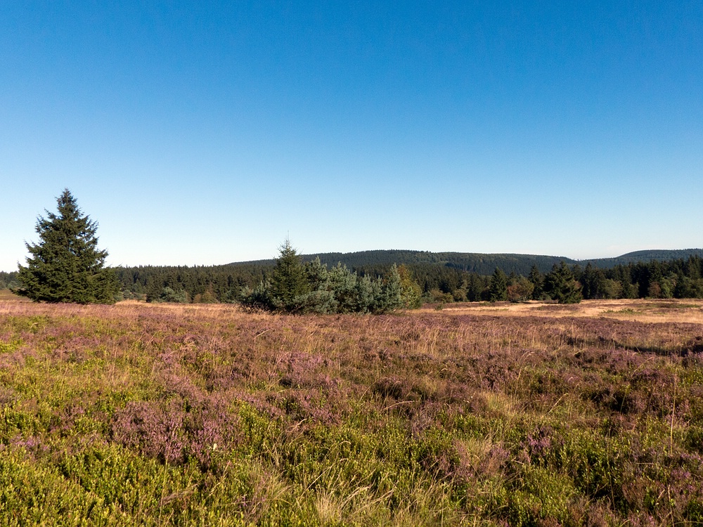 Blauer Himmel über der Hochheide