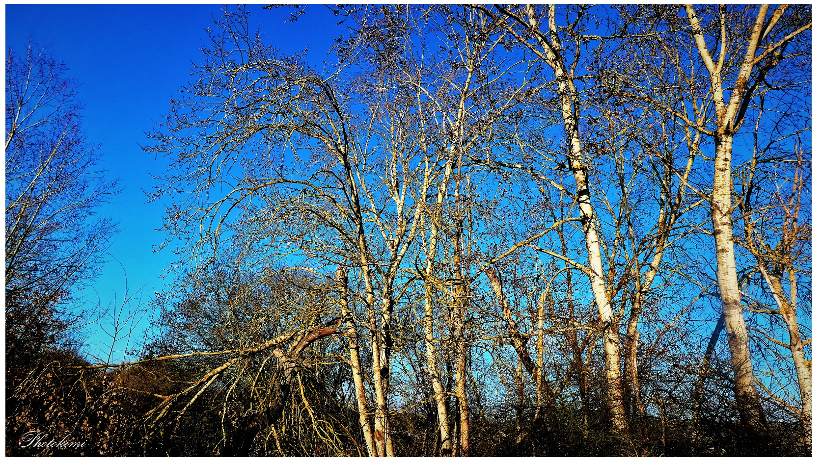 Blauer Himmel und Birkenbäume