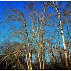 Blauer Himmel und Birkenbäume