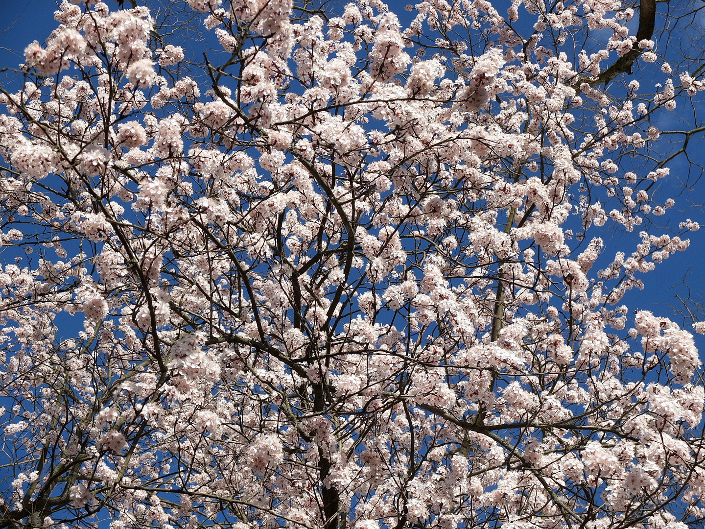 blauer Himmel und Blüten