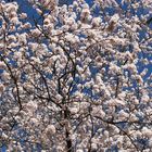 blauer Himmel und Blüten