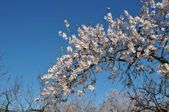 Blauer Himmel und Blüten