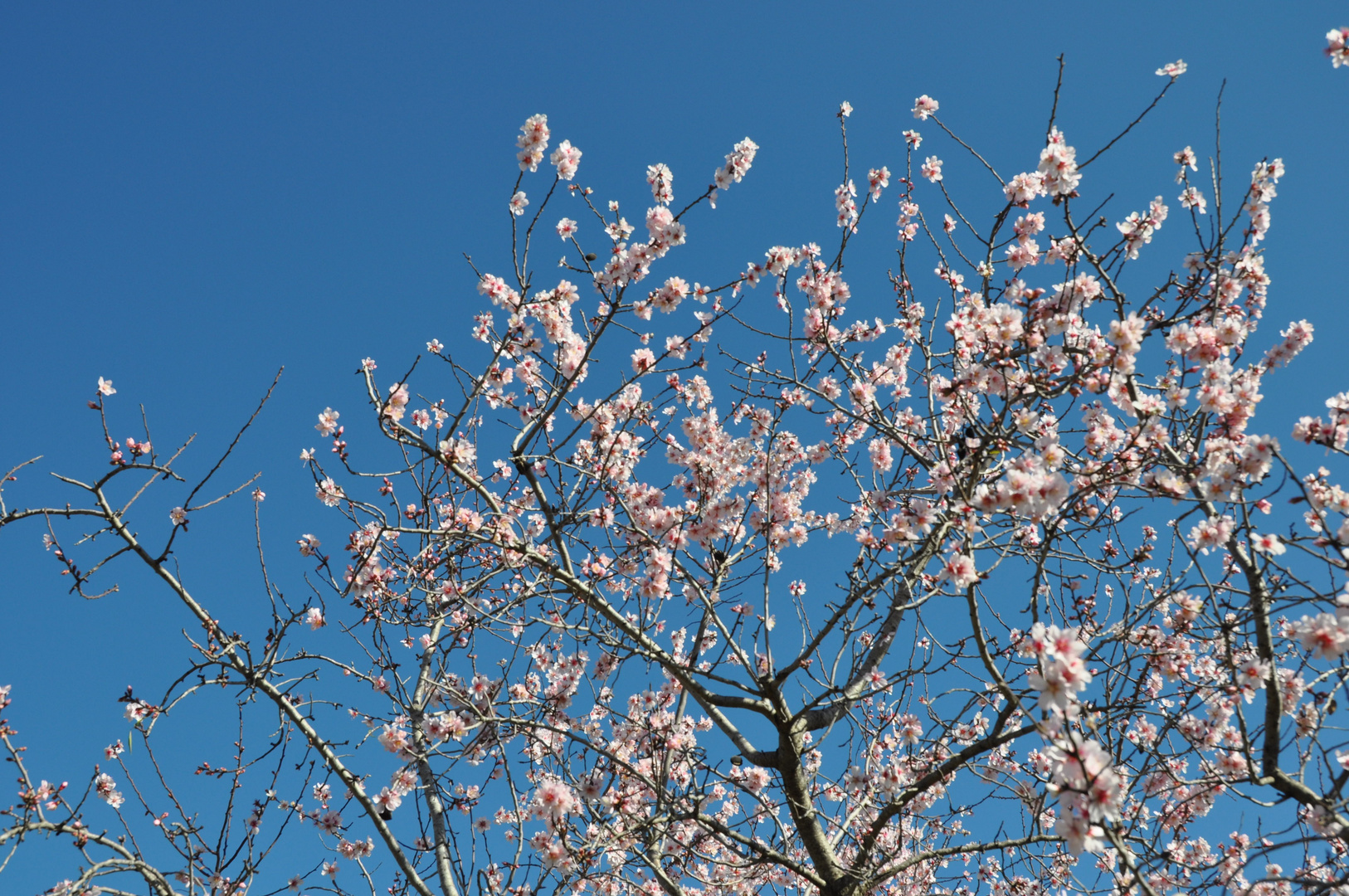 Blauer Himmel und Blüten