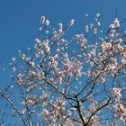 Blauer Himmel und Blüten