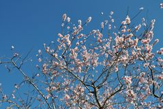 Blauer Himmel und Blüten