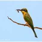 Blauer Himmel und ein bunter Vogel