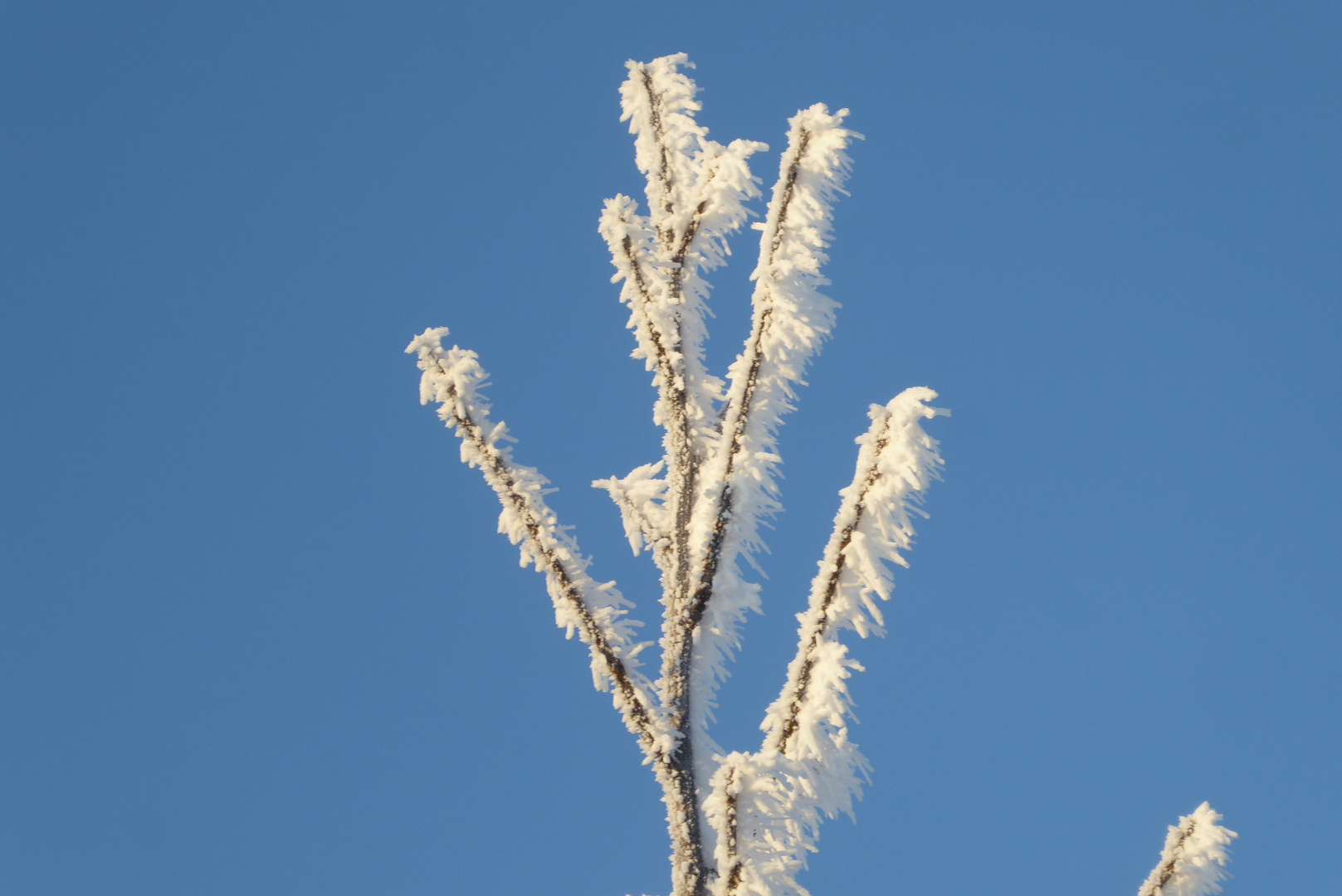 Blauer Himmel und Frost