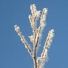 Blauer Himmel und Frost