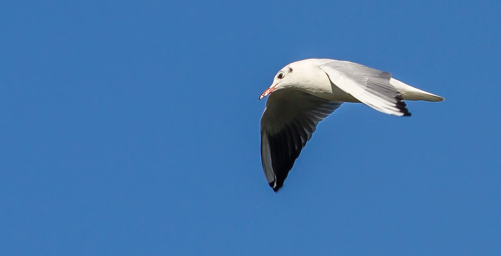 Blauer Himmel und Lachmöwe - oder egal welcher Vogel