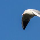 Blauer Himmel und Lachmöwe - oder egal welcher Vogel