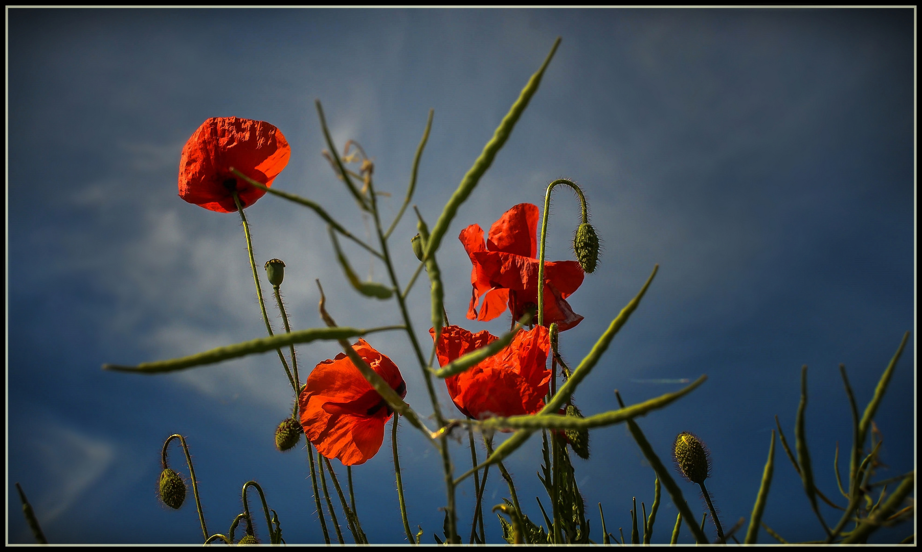 Blauer Himmel und leuchtende Farben