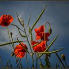 Blauer Himmel und leuchtende Farben