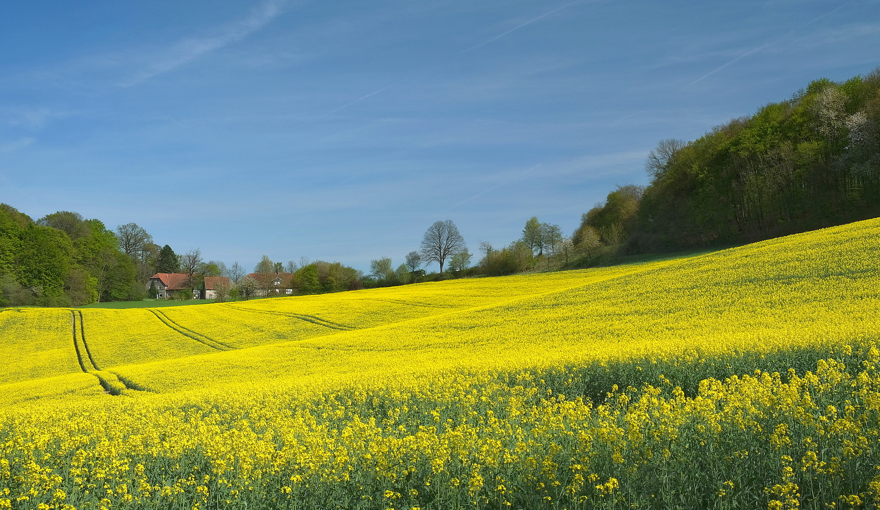 Blauer Himmel und leuchtende Rapsfelder