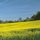 Blauer Himmel und leuchtende Rapsfelder