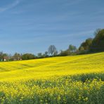 Blauer Himmel und leuchtende Rapsfelder