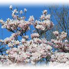 Blauer Himmel und Magnolienduft