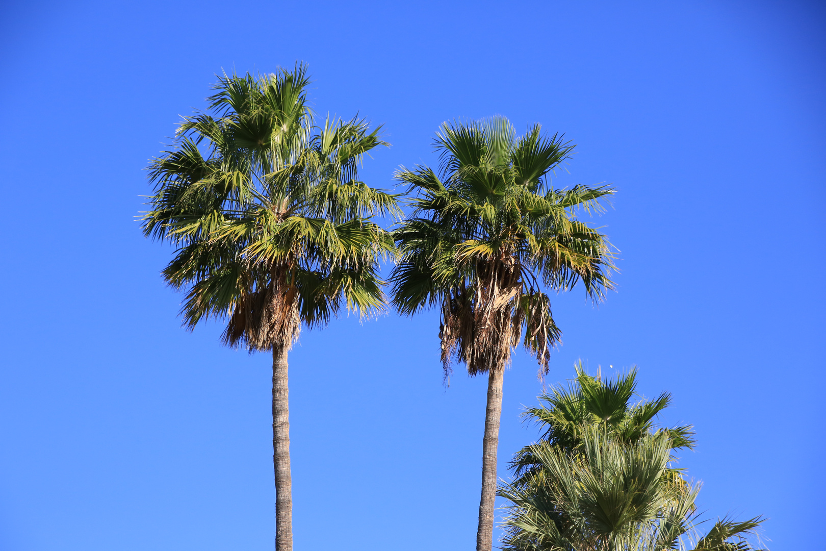 Blauer Himmel und Palmen, was braucht es mehr?