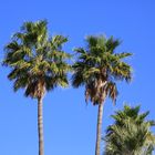 Blauer Himmel und Palmen, was braucht es mehr?