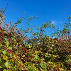 Blauer Himmel und Sonnenschein