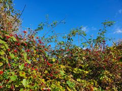 Blauer Himmel und Sonnenschein