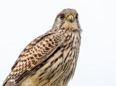 "Blauer Himmel wär halt schön gewesen ...."