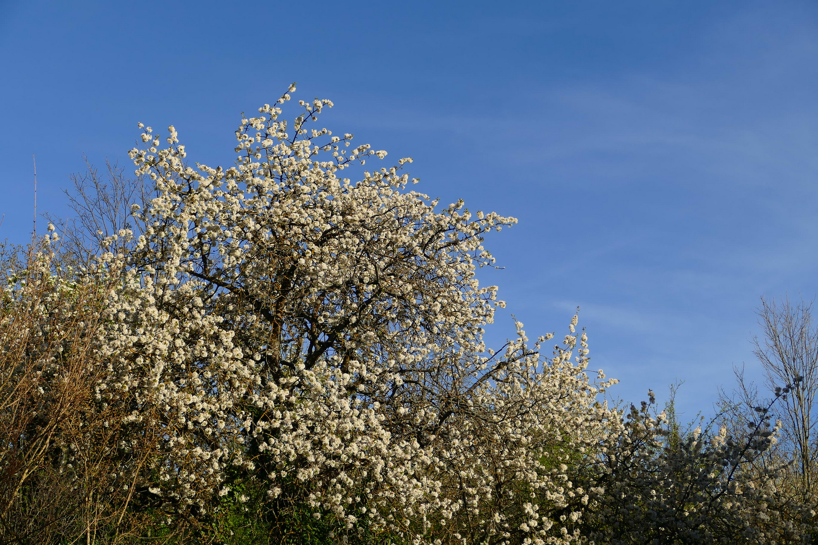 Blauer Himmel, weiße Kirschblüten