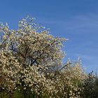 Blauer Himmel, weiße Kirschblüten