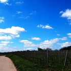 Blauer Himmel, weiße Wolken über den Weinbergen