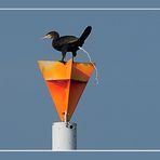 Blauer Himmel, weißer Schiss (naja, nicht ganz so blau, der Himmel)