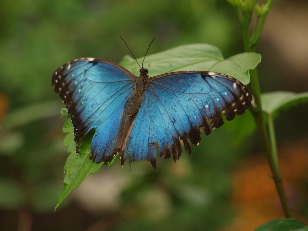 blauer Himmelsfalter