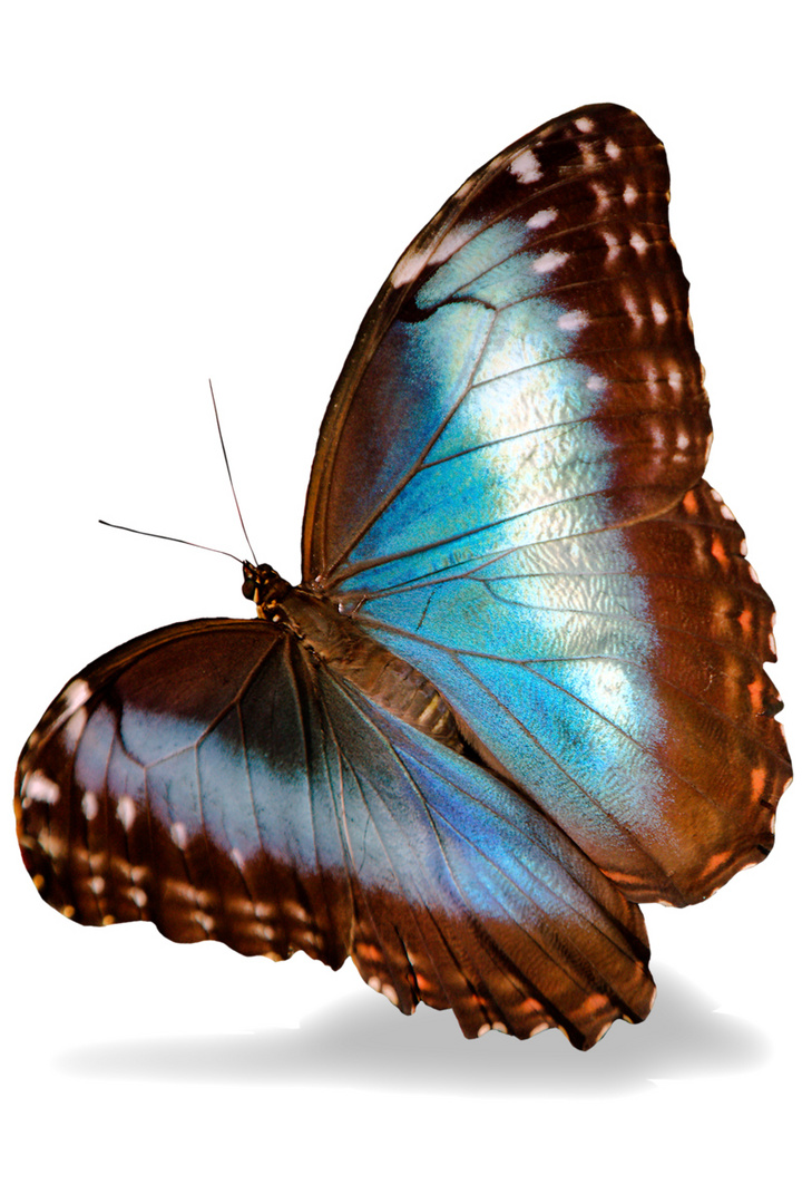 Blauer Himmelsfalter Schmetterling